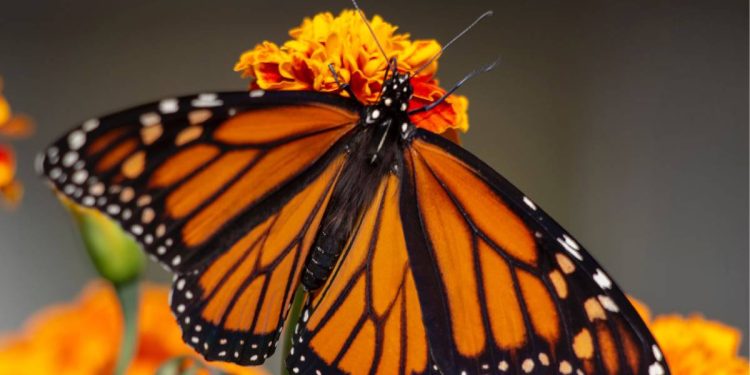 Histórico: primera monarca rastreada por satélite completa su viaje hasta Michoacán