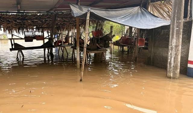 Alerta en Las Choapas: Perro Callejero Infectado con Gusano Barrenador