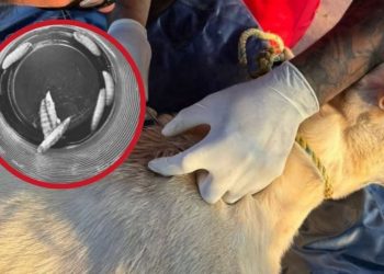 Alerta en Las Choapas: Perro Callejero Infectado con Gusano Barrenador