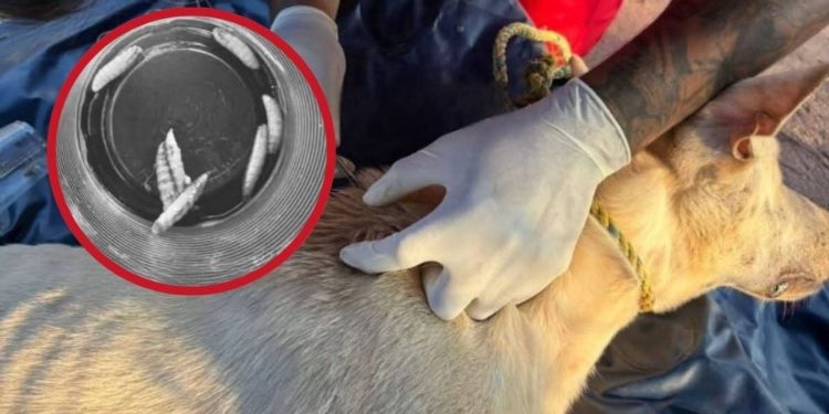 Alerta en Las Choapas: Perro Callejero Infectado con Gusano Barrenador
