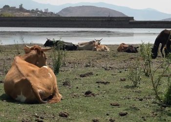Fátima Bosch Denuncia Violencia por Parte del Presidente de Miss Universo Tailandia
