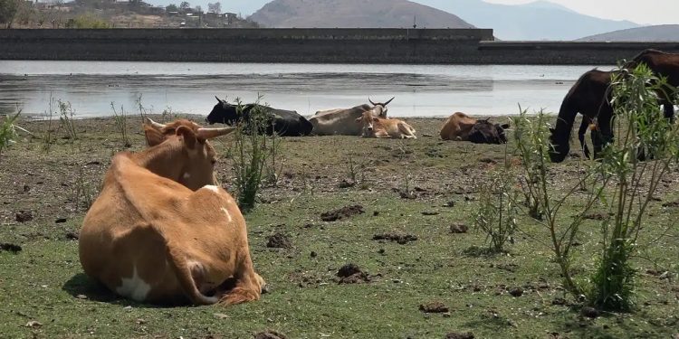 Fátima Bosch Denuncia Violencia por Parte del Presidente de Miss Universo Tailandia