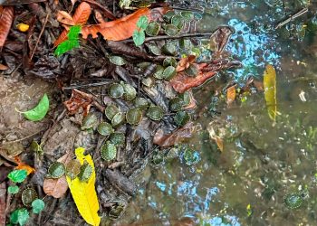 Entrega de Apoyos a Damnificados por Inundaciones en Veracruz y Otros Estados