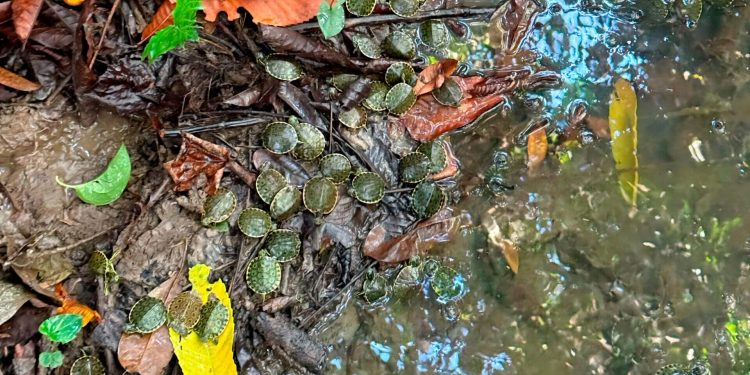 Entrega de Apoyos a Damnificados por Inundaciones en Veracruz y Otros Estados