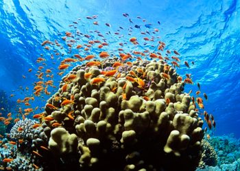 Trasplante de corales: clave para preservar el turismo en Quintana Roo