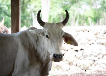 Quintana Roo supera los 200 casos de Gusano Barrenador; solución podría tardar hasta 2026