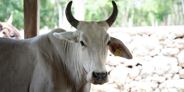 Quintana Roo supera los 200 casos de Gusano Barrenador; solución podría tardar hasta 2026