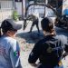 Estefanía Mercado encabeza Mega Jornada de “Chambamanía” en la colonia Colosio