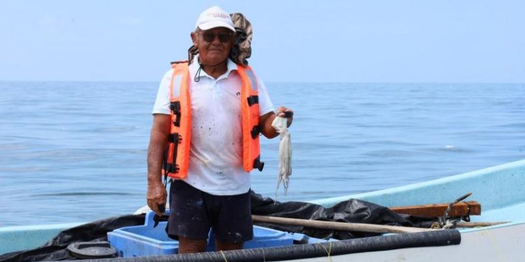Costa yucateca cierra exitosa temporada de pulpo