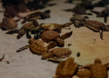 Concluye con éxito la temporada 2025 de conservación de tortugas en Benito Juárez