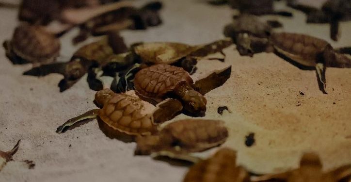 Concluye con éxito la temporada 2025 de conservación de tortugas en Benito Juárez