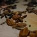 Concluye con éxito la temporada 2025 de conservación de tortugas en Benito Juárez