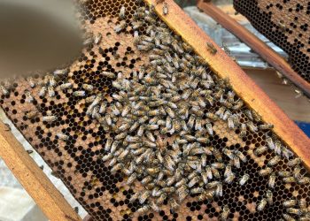 Honey Kaab impulsa la apicultura comunitaria y la conservación del manglar en Isla Arena