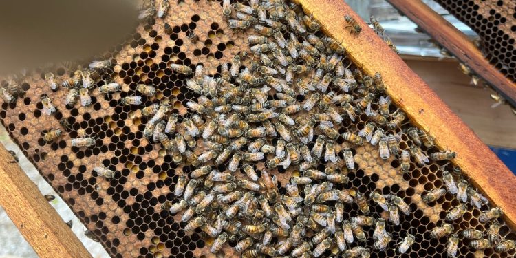 Honey Kaab impulsa la apicultura comunitaria y la conservación del manglar en Isla Arena