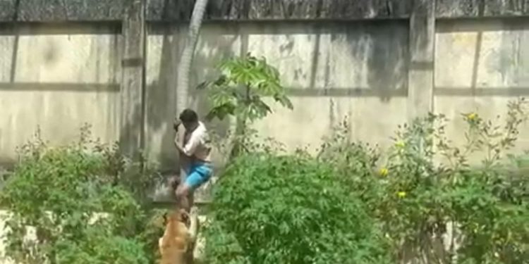 Hombre muere tras ingresar ilegalmente al área de una leona en zoológico de João Pessoa