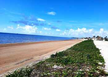 Prevén ampliar la restauración de dunas costeras en Cancún y Riviera Maya para 2026