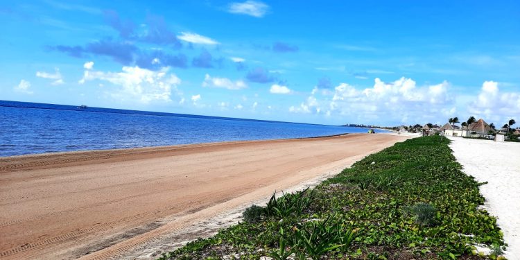 Prevén ampliar la restauración de dunas costeras en Cancún y Riviera Maya para 2026
