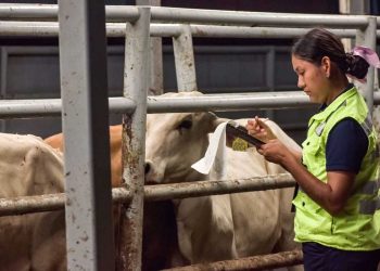 Refuerzan control sanitario con rehabilitación de punto federal contra gusano barrenador en Campeche