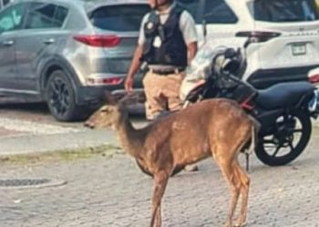 Venado es embestido por motociclista en la Colosio y reaviva alerta por impacto urbano en Cancún