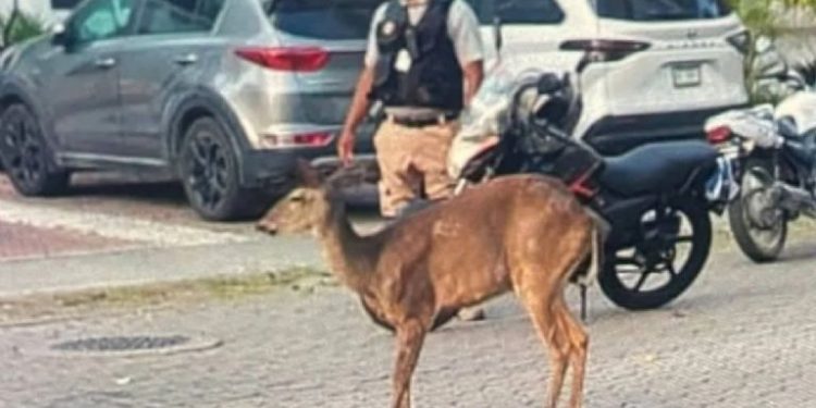 Venado es embestido por motociclista en la Colosio y reaviva alerta por impacto urbano en Cancún