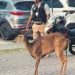Venado es embestido por motociclista en la Colosio y reaviva alerta por impacto urbano en Cancún