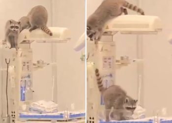 Mapaches irrumpen en quirófanos del ISSSTE en Acapulco; hospital activa protocolos sanitarios