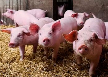 España abrirá nueva investigación por el origen del brote de peste porcina africana en Cataluña