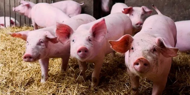 España abrirá nueva investigación por el origen del brote de peste porcina africana en Cataluña