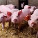 España abrirá nueva investigación por el origen del brote de peste porcina africana en Cataluña