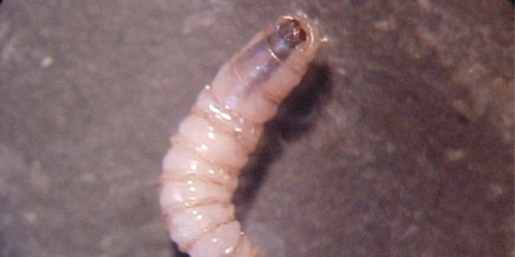 Confirman en Mérida el primer caso humano de gusano barrenador