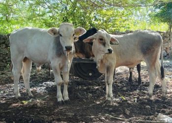 Atienden más de mil casos de gusaneras en Yucatán con respuesta en menos de 24 horas
