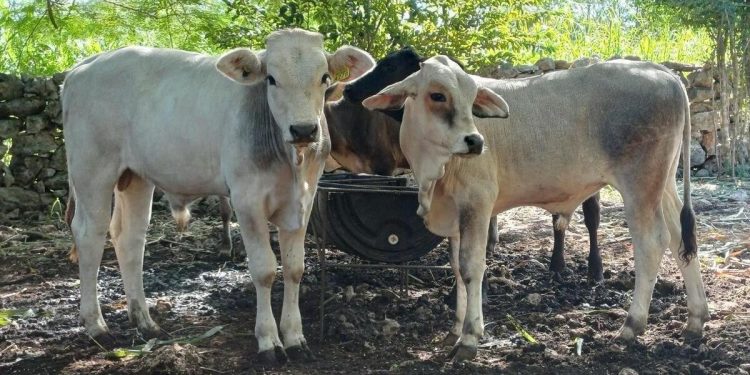 Atienden más de mil casos de gusaneras en Yucatán con respuesta en menos de 24 horas