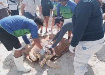 Reintegran tortuga caguama a su hábitat