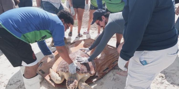 Reintegran tortuga caguama a su hábitat