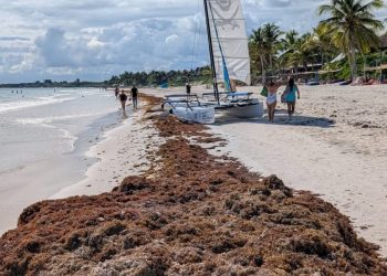 Se registra la presencia de sargazo en plena temporada alta turística en las playas de Tulum