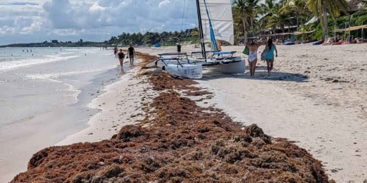 Se registra la presencia de sargazo en plena temporada alta turística en las playas de Tulum