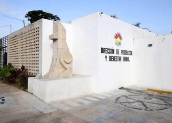 Centro de Bienestar Animal de Cancún retomará actividades tras concluir remodelación