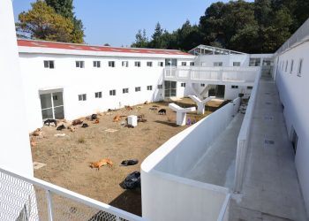 Gobierno capitalino asegura atención a 304 perros resguardados en el Ajusco; su adaptación es favorable