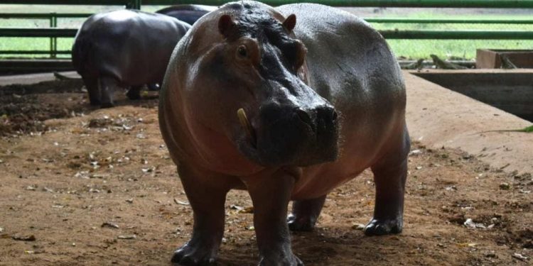 Acusan negligencia en la muerte de hipopótamo del Yumká; Andrade señala abandono