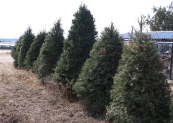 Campaña de reciclaje de pinos navideños se acerca al millar en menos de dos semanas