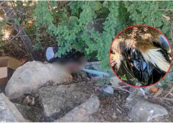 Fiscalía investiga hallazgo de restos animales por posible riesgo sanitario en Campeche