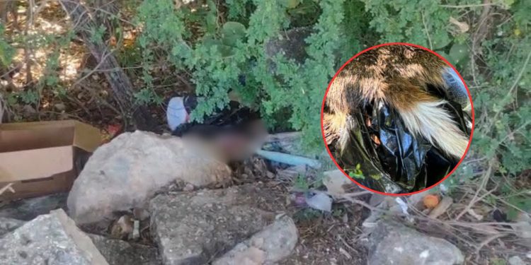 Fiscalía investiga hallazgo de restos animales por posible riesgo sanitario en Campeche