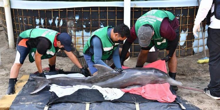Delfín rescatado en Centla permanece bajo observación y podría ser liberado en próximos días