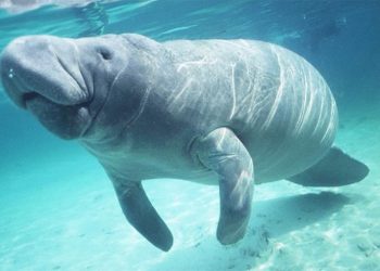 Profepa investiga fallecimientos de manatíes; en 2026 solo se ha registrado un caso en Tabasco