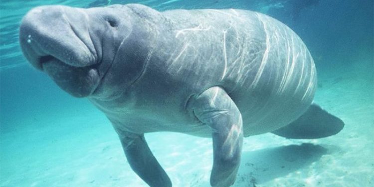 Profepa investiga fallecimientos de manatíes; en 2026 solo se ha registrado un caso en Tabasco