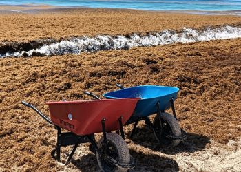 Científicos respaldan barreras oceánicas para frenar el sargazo en Cancún