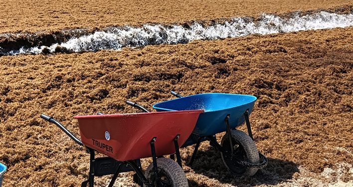 Científicos respaldan barreras oceánicas para frenar el sargazo en Cancún