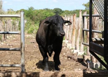 Refuerzan medidas para controlar el gusano barrenador en animales domésticos y de producción