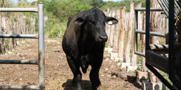 Refuerzan medidas para controlar el gusano barrenador en animales domésticos y de producción