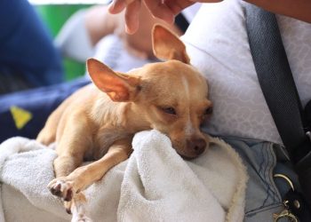 Cancún registra hasta 15 reportes diarios por maltrato y abandono animal